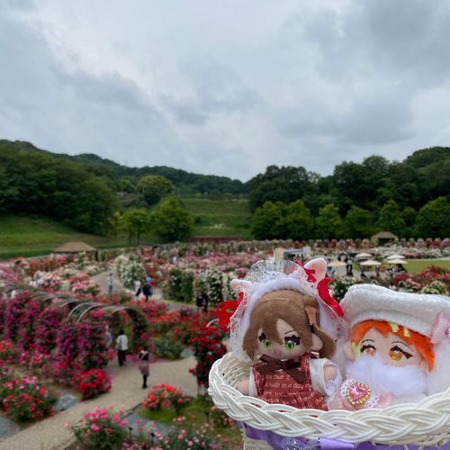 薔薇園に行ってきたよ〜！！
どこ見ても薔薇だった！
🍊めっちゃきれいだった！
🟢いい匂いした！！