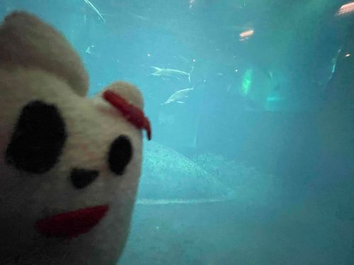 水族館！来たよ〜