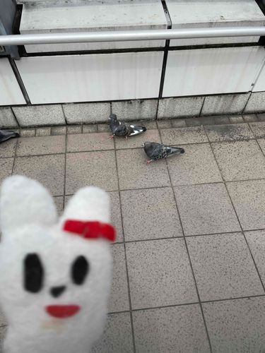 いきもの