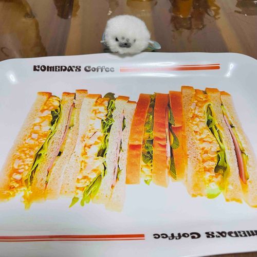 みなさん こんばんは みみげです
おうちのひとが コメダコーヒーの くじであてた おさらの えをみて あられが ぜんぶたべるといって ききません
たぶん そろそろ え だと きづいたとおもうけど こんどは おさらを きにいったみたいで しばらく はなれそうにないです
あられは よくばりさん だな