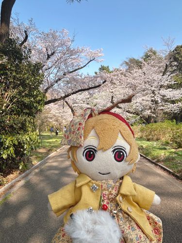きょうはね、おはなみしてきたの🌸
あったかくてぽかぽかで、さくらもまんかいで、すっごくおはなみびよりだった！またらいねんおはなみしたいなぁ♡