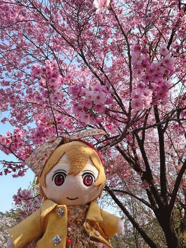 こないだおはなみしたときに、すっごいピンクのかわいいさくらもあったの🌸ピンクのおはな、とってもかわいかった♡