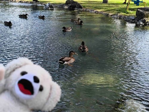 カモだ〜！
🦆

