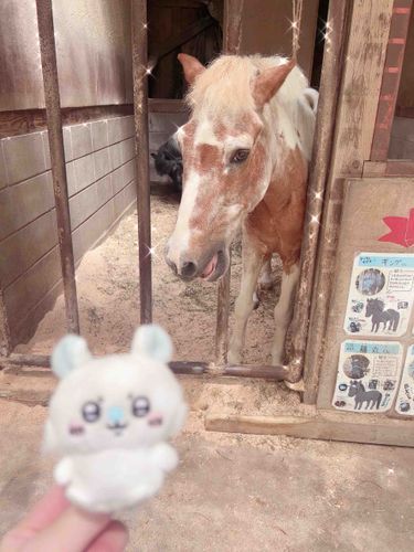 久々投稿❕金髪馬さん₍ᐡ^ ̫^ᐡ₎