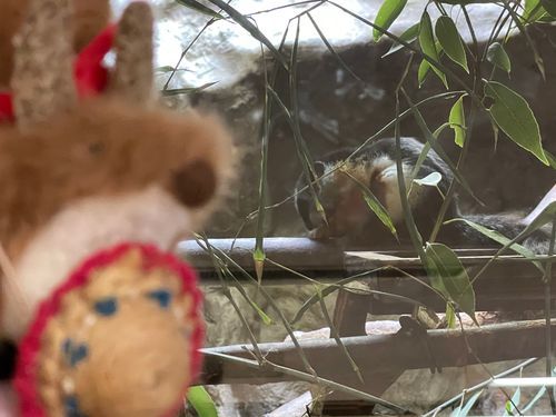 ミケリスとぼく🐿️