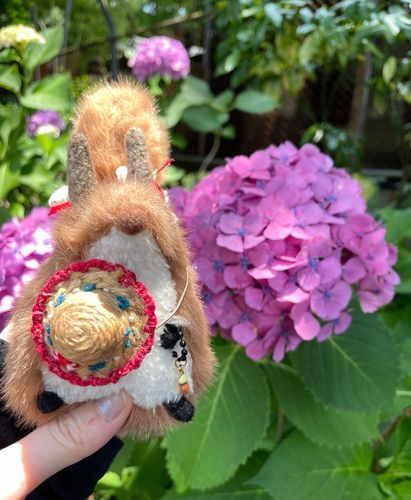 アジサイ🐿️