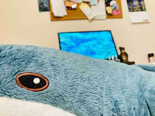 調子が悪くさめごろう休暇とってる。水族館のYouTubeチャンネル癒やしだ。また行きたいな。
