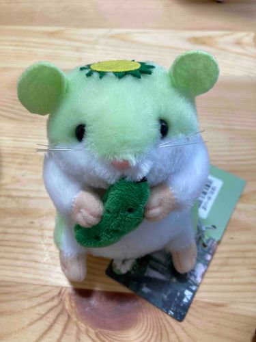 はむかっぱちゃんお迎えしました。名前は「雨」です。よろしくね。