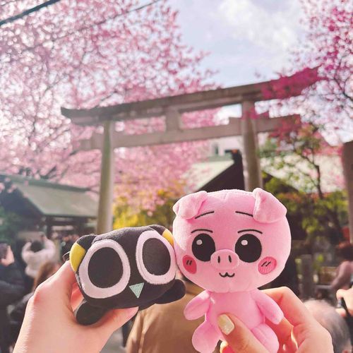 かいぬし：おともだちのほくぶーさんと河津桜とミモザ(あまり見えてない)のコラボレーションを見に行きました🩷💛🩵
1日曇り予報だったのに晴れ女二人揃ったおかげで青空になって嬉しかったです❣️

カメラで撮った写真はまたのちほど………