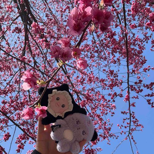 🌸🌸🌸はやざきのさくら🌸🌸🌸
(セルカモード)