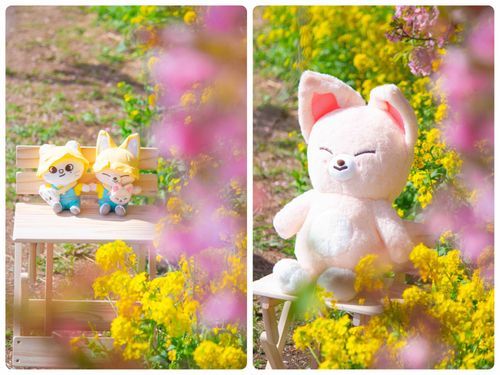 河津桜と菜の花とskzoo🐁🦊🩷💛