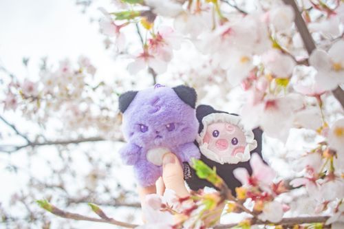 タイミング逃して曇り空と散り際の桜しか撮れなかった…🥲
雨もう降らないで😭