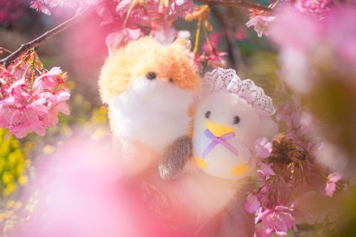 河津桜と菜の花と🦊𓅿と……🌸🌼