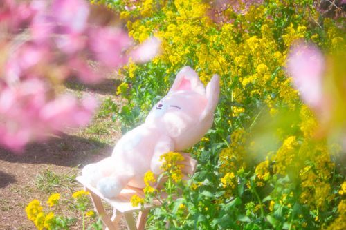 春うらら🦊🌸🌼