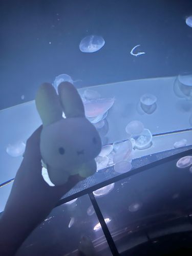 ぷかぷか〜🪼