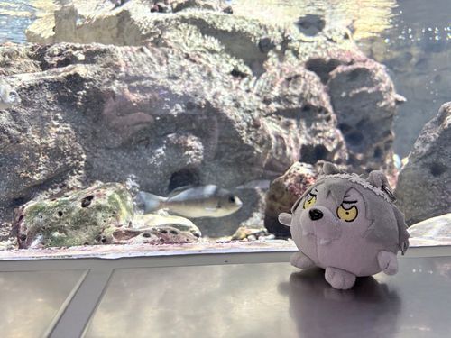 久々に水族館行ったぜ！
テメ〜らこの魚知ってるか？