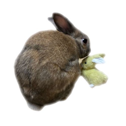 おともだち🐰