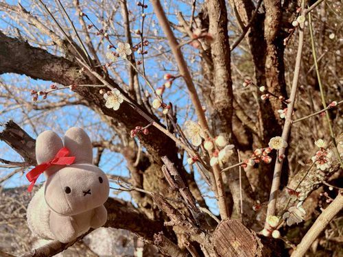 「うめさんさんいてたのーきれいなのーはるまでもうちょっとなのー」
