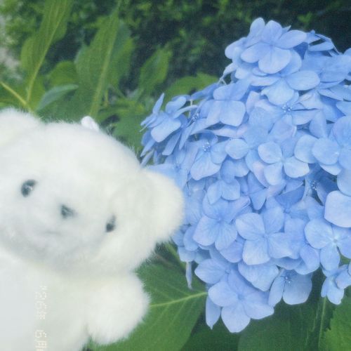 今日はいっしょに学校いったよー>  ̫ <☆
あじさい綺麗♪♪