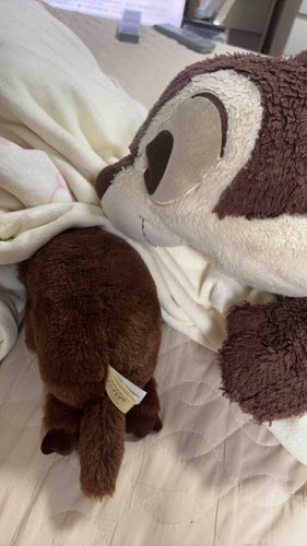 チップちゃん面倒見いいね！
写真見ていつも癒される