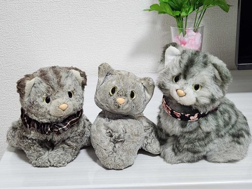 にゃんにゃんさんには兄弟がいるよ！
キラキラおめめがよく似てる👀