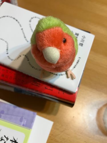 カイヌシが本の整理してた！
トリちゃん、手伝ったよ！