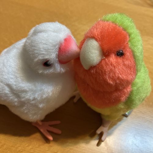 お家に新しい仲間がきたよ！白文鳥ちゃん！
トリちゃんもごあいさつしました♪
これから仲良くしてね。