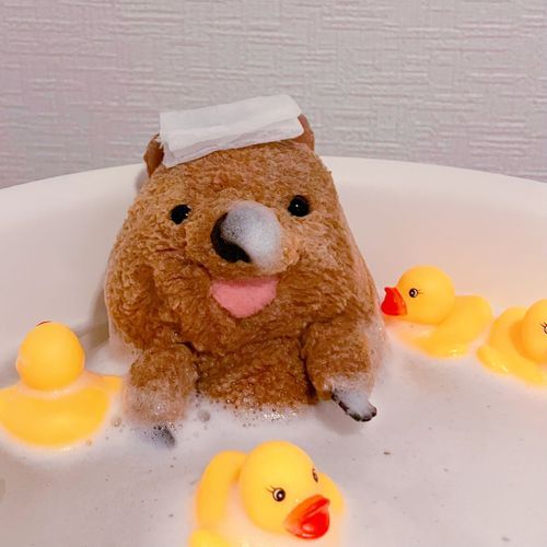 いいゆワラビーね あははん♪