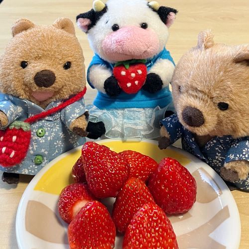 おやつは われわれ だいすき いちご🍓 あにびー！まだ おさしん とってるワラビーよ！ ふらいんぐ しないでぇぇ