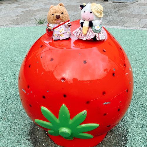 とおりすがりの こうえんに でっかい いちごが あったワラビーよ🍓 きゃわいいワラビーねぇ♡ ごきんじょ だったら かようのに…
