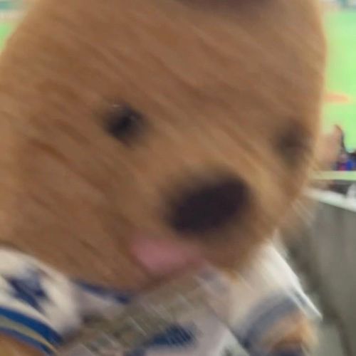 くらいまっくす しりーず！ちけっと  とれた だけでも うれしかったのに ベイスターズ  きょじんに れんしょうワラビーよ！ふおおおおおお