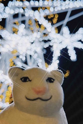 クリスマスまであと少し…🐈