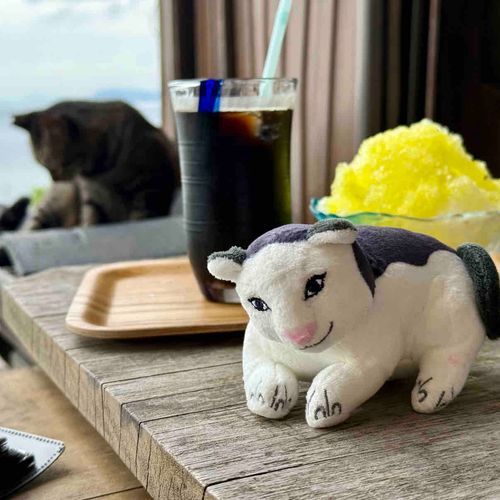 猫の島に行ってきた時の猫さん
どっちがガチ猫でしょう…🐈