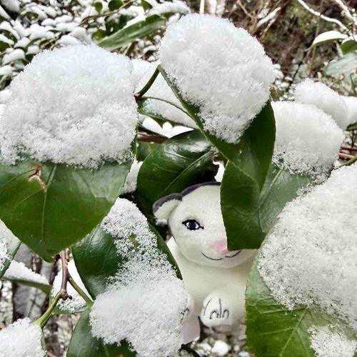 雪豹かな？