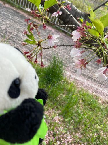 さくらをみにきたよ。けっこうはっぱになってた。
