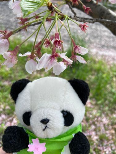 らいねんはたくさんさいてるときにいこ〜