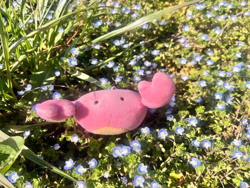 オオイヌノフグリとカニ

フグリてなまえ、すごいね