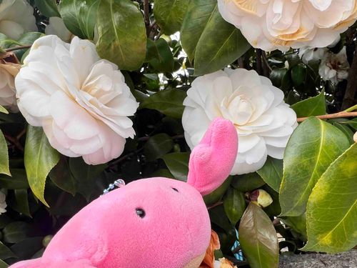 しろいおはな、きれいだね
