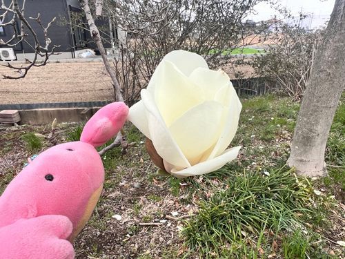 はくもくれん、きれいねえ