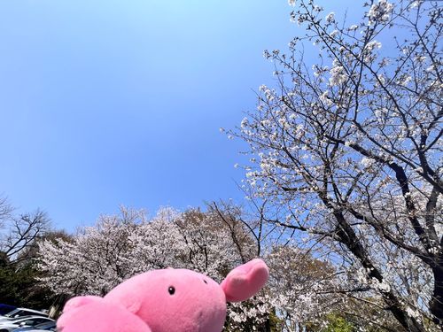 あおぞらとさくらは、よくにあうね