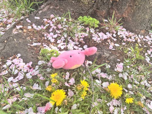 さくらのはなびらと、たんぽぽと、るって