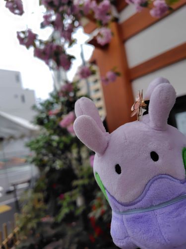 さくらグー
