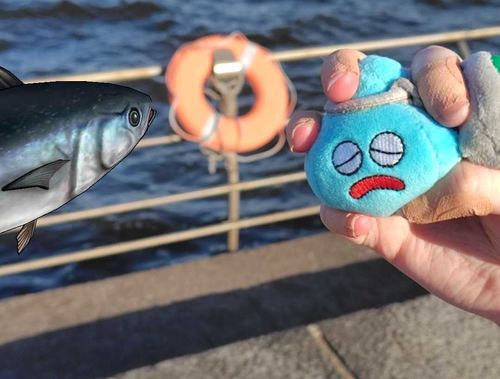 マグロに食べかけられた愚かなスラミチ