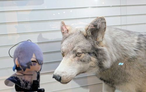 こやぱぺとウルフ
じー(見つめたい)
