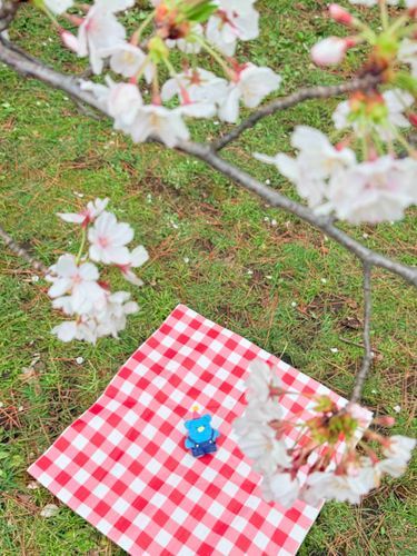 桜の下で
