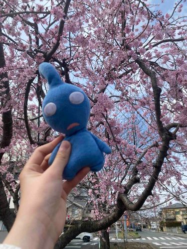 今度こそ風景あったのあったやっぱり桜で取るのいいよね