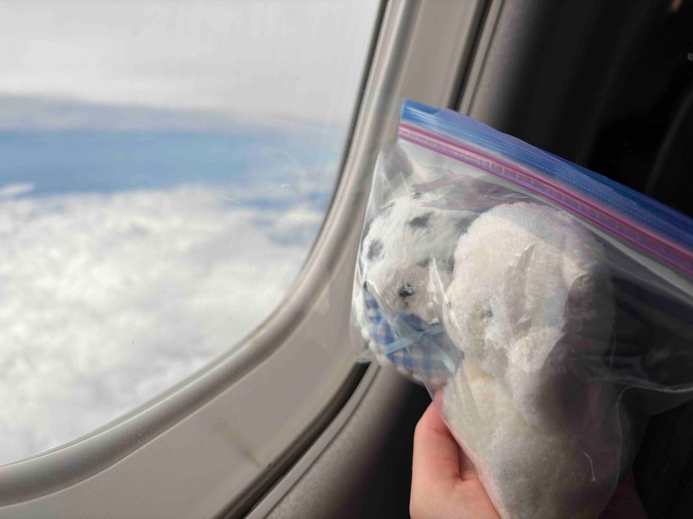 万博に行ってきたよ🔴🔵
行きの飛行機は、なんとミャクミャクジェット✈️ちあ達を歓迎してくれてるみたいだね🐶

なんでジップロックに入ってるかと言うと、雨だったから😣
次の旅行までに落ちない工夫を考えてもらわなきゃ困るよ😡ジップロック暑かった🥵