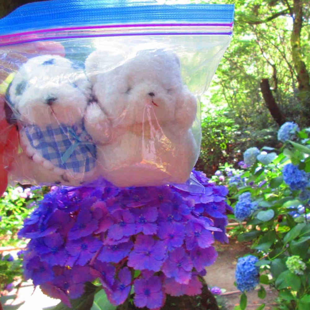 先月末に、奈良の矢田寺に紫陽花を見に行ったよ🐶💕
おっきい紫陽花がいっぱい❣️上に乗ってトランポリンごっこもしたんだ✨

雨降る気配ないんだからジップロックから出してくれても良くない😠❓
虫さんがいっぱいいるからって出してくれなくて、ちあは怒ってるんだ😤