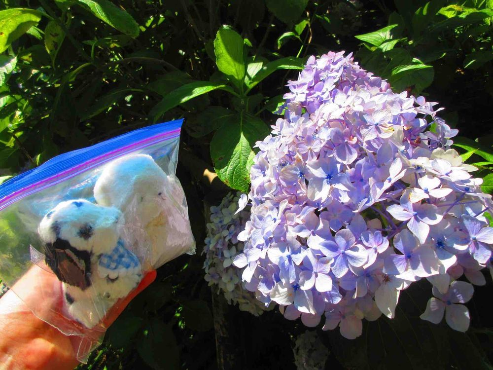 先月末に、奈良の矢田寺に紫陽花を見に行ったよ🐶💕
おっきい紫陽花がいっぱい❣️上に乗ってトランポリンごっこもしたんだ✨

雨降る気配ないんだからジップロックから出してくれても良くない😠❓
虫さんがいっぱいいるからって出してくれなくて、ちあは怒ってるんだ😤