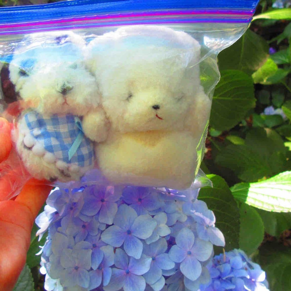 先月末に、奈良の矢田寺に紫陽花を見に行ったよ🐶💕
おっきい紫陽花がいっぱい❣️上に乗ってトランポリンごっこもしたんだ✨

雨降る気配ないんだからジップロックから出してくれても良くない😠❓
虫さんがいっぱいいるからって出してくれなくて、ちあは怒ってるんだ😤